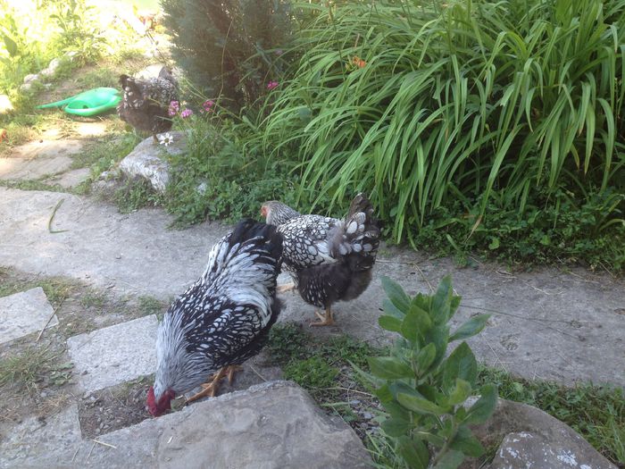 image - Matca Wyandotte argintiu dantelat