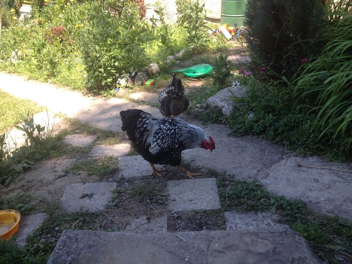 image - Matca Wyandotte argintiu dantelat