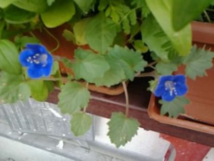 Fotografie0573 - flori balcon