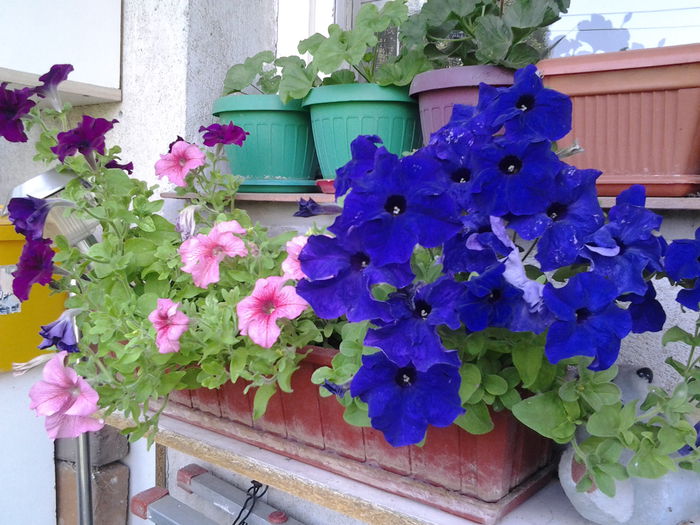 Fotografie0582 - flori balcon