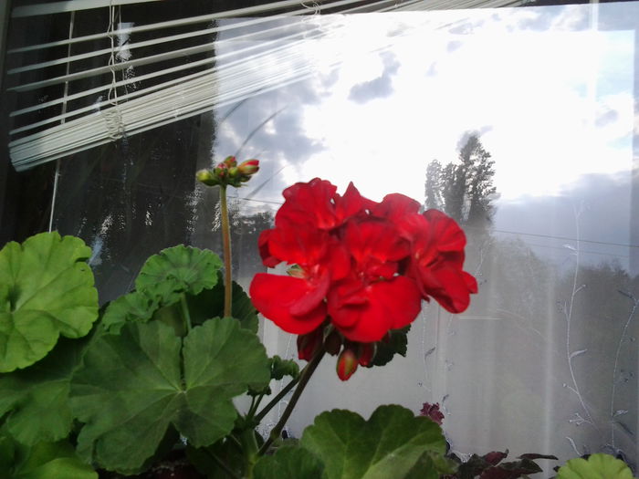 Fotografie0613 - flori balcon