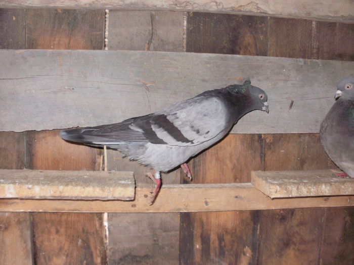 P1140093 - Porumbei-amintiri