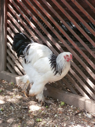 P6230245