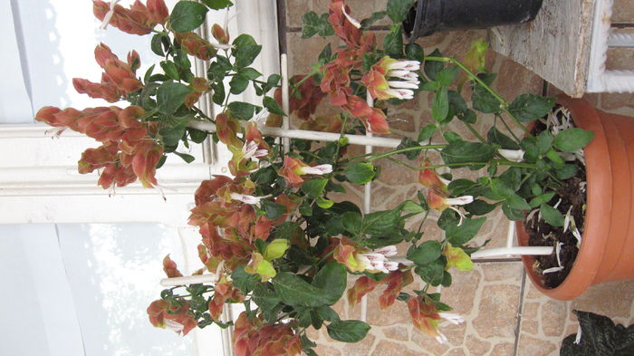 frumusica - vara 2015