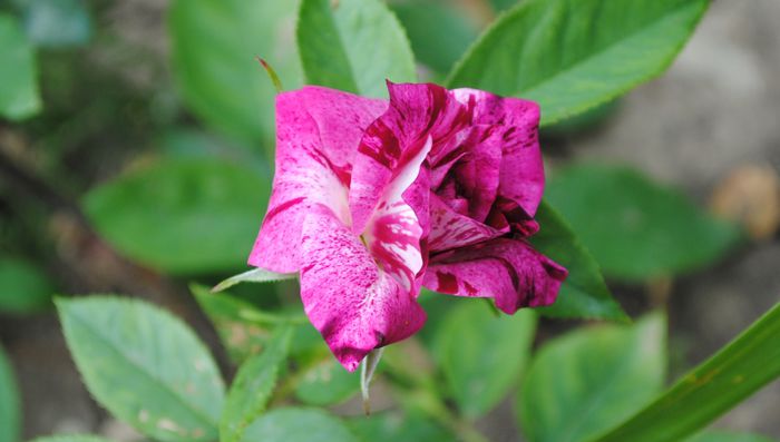 Purple Tiger, prima floare :)))