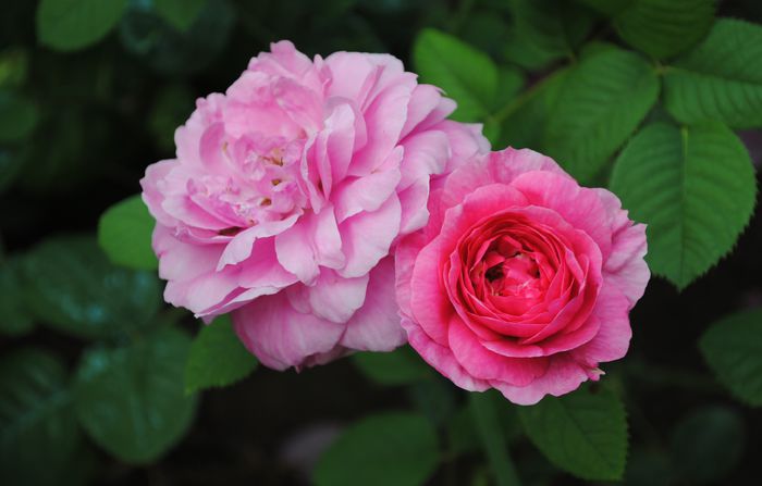 England s Rose