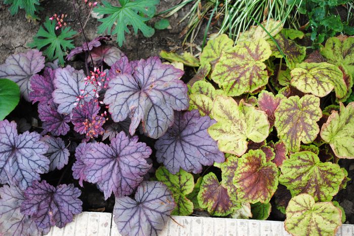 heuchera Sugar Plum, heucherella Solar Eclipse