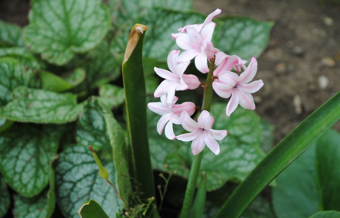 o zambiluta ratacita :)) - 2015 plantele mele - II