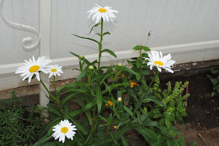 leucanthemun maximum(Lidl) - 2015 plantele mele - II