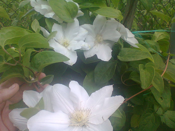 Marie Boisselot - 2015clematis