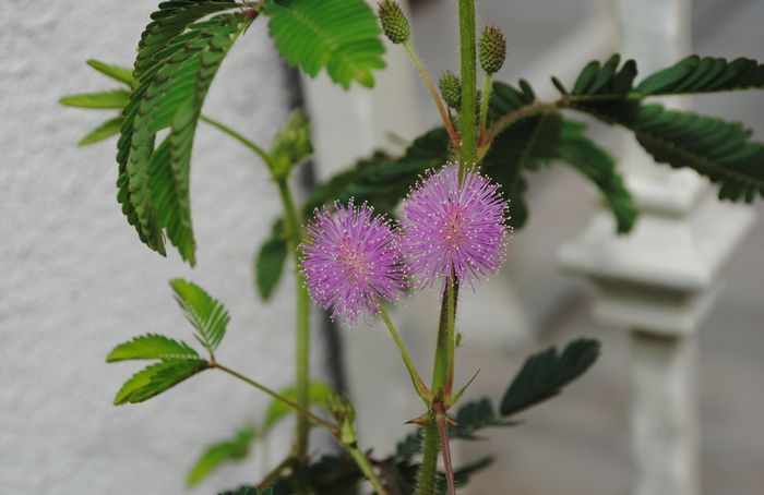 mimosa pudica - 2015 plantele mele - II