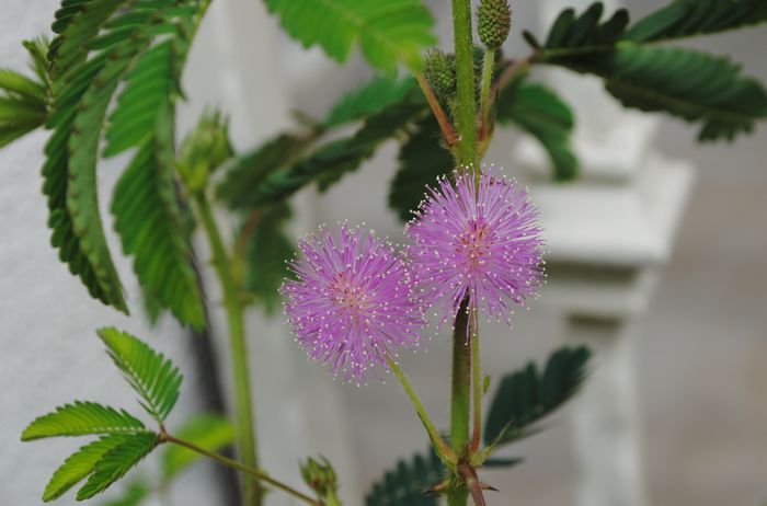 mimosa pudica - 2015 plantele mele - II