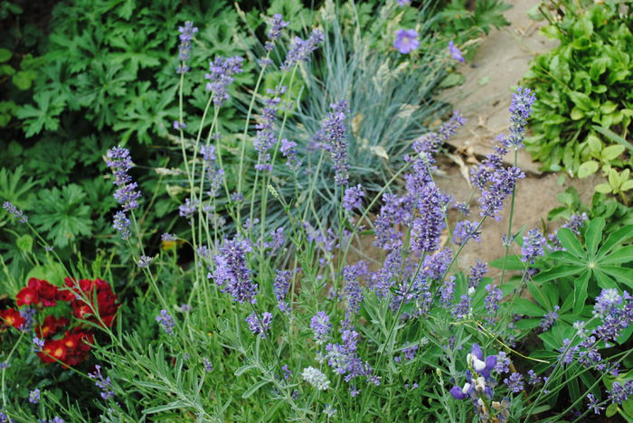 lavandula angustifolia munstead