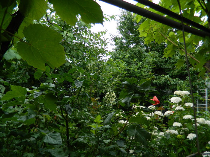 DSCN1304 - 2015_4_IUNIE