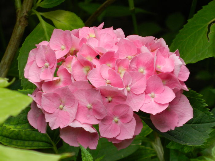 DSCN1307 - 2015_4_IUNIE