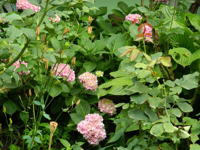 DSCN1308 - 2015_4_IUNIE
