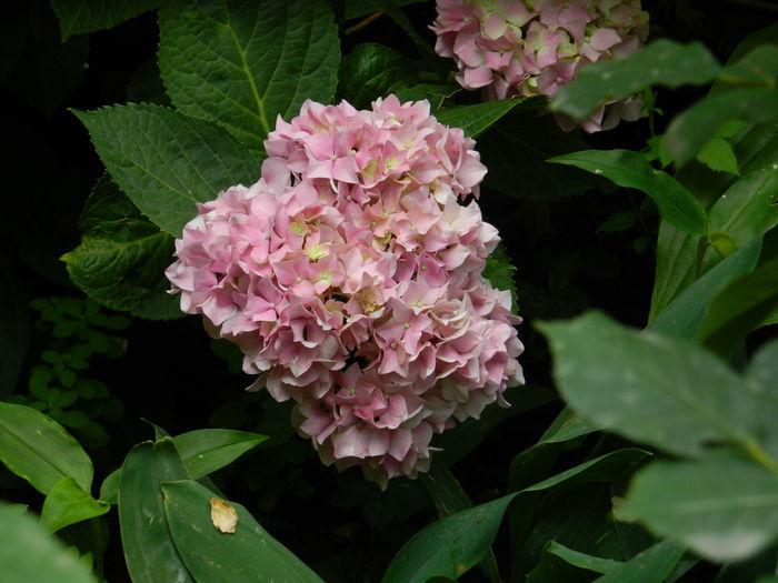 DSCN1311