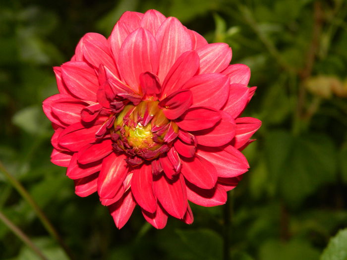 DSCN1313