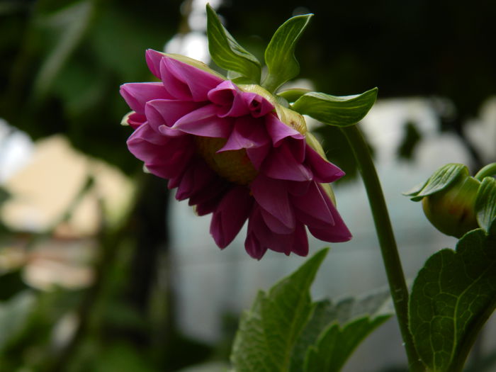 DSCN1314