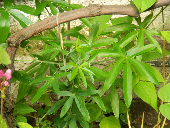 DSCN1325