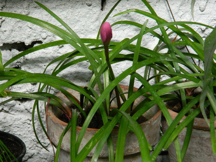 DSCN1326