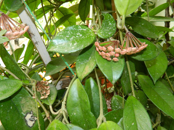 DSCN1330