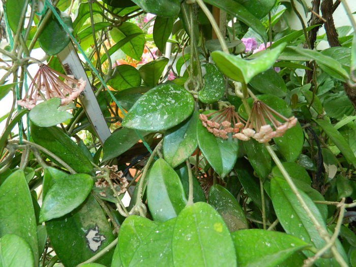 DSCN1332