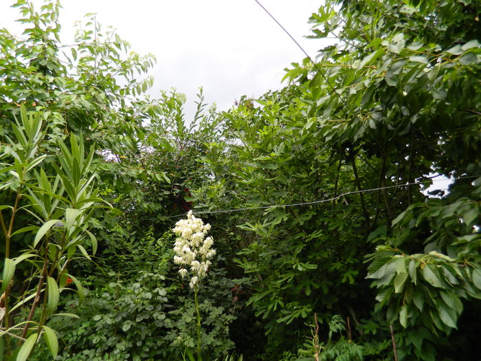 DSCN1347