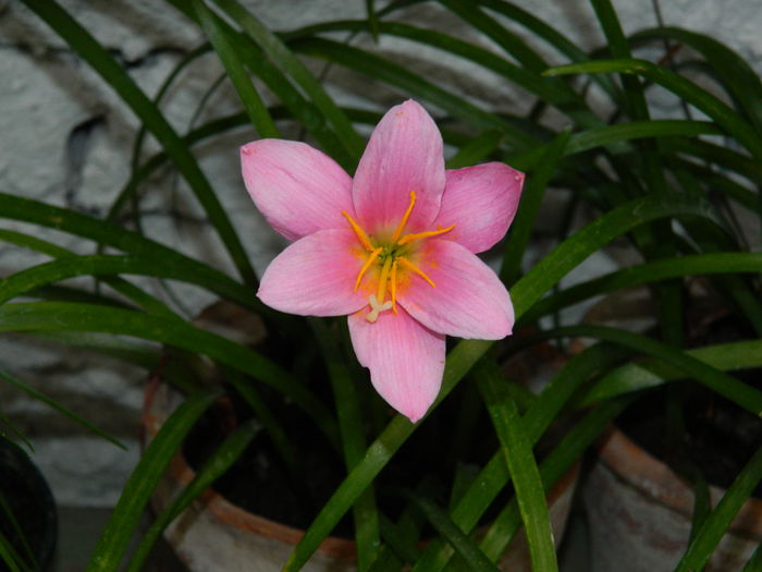 DSCN1351
