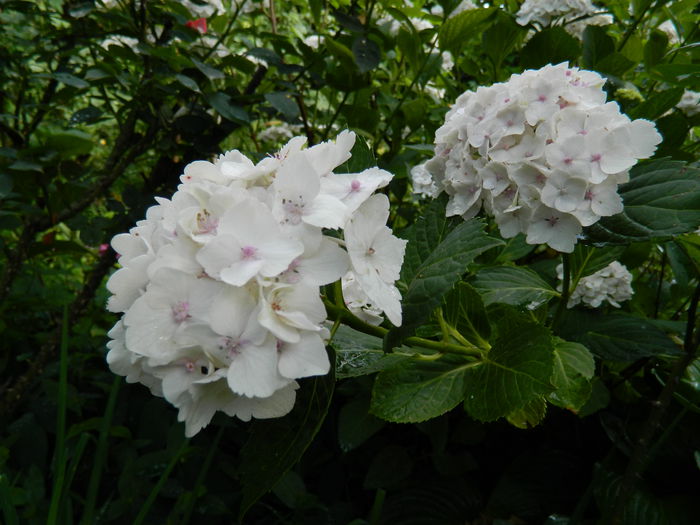 DSCN1371
