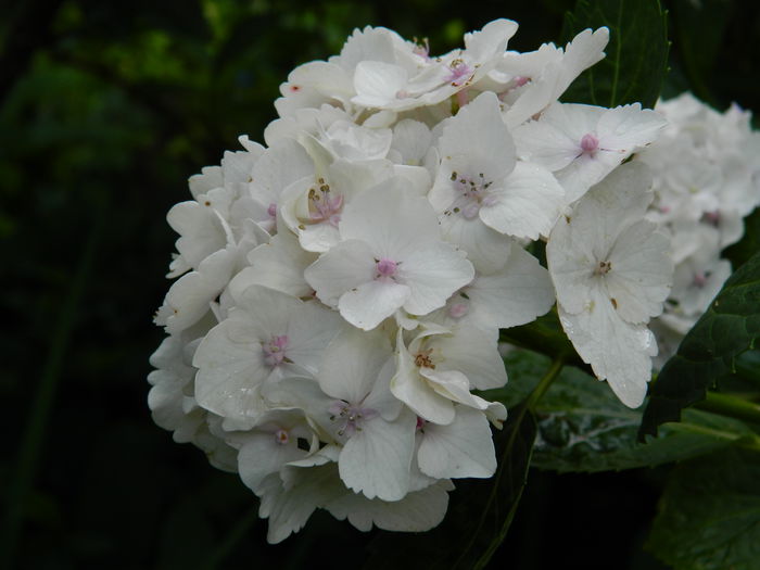 DSCN1372