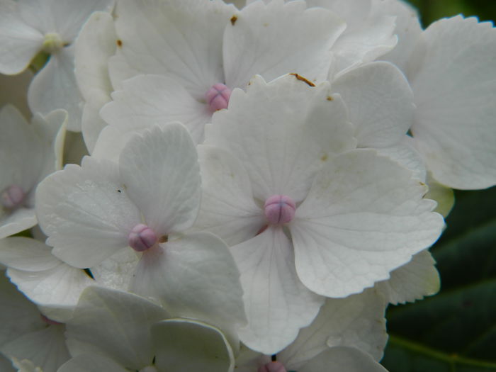 DSCN1373