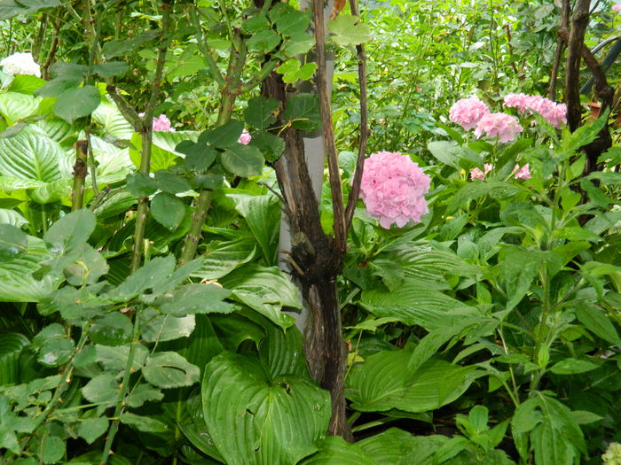 DSCN1376