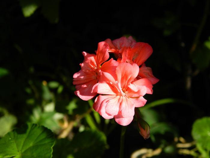 DSCN1377