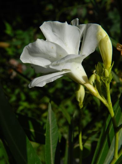 DSCN1383