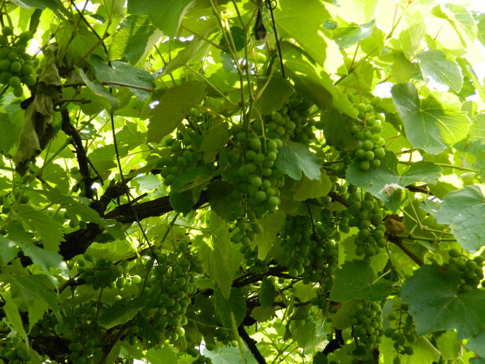 DSCN1385