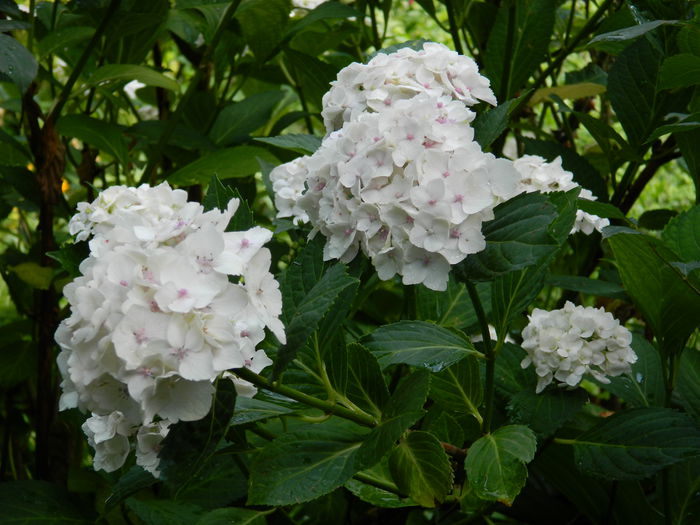 DSCN1394