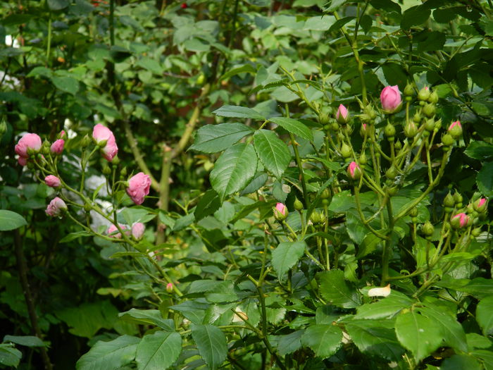 DSCN1404