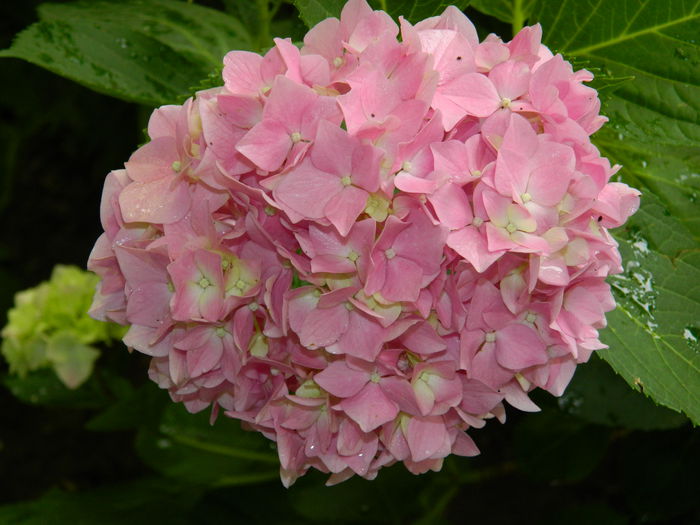 DSCN1410