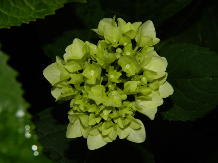 DSCN1411