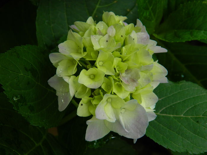 DSCN1412