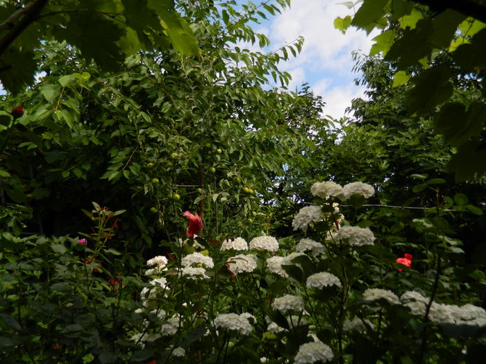 DSCN1418 - 2015_4_IUNIE