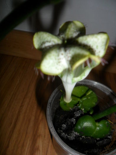 ceropegia sandersonii - talmes -balbes 2015