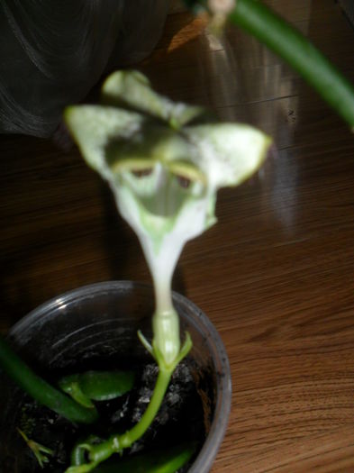 SAM_6570 - talmes -balbes 2015