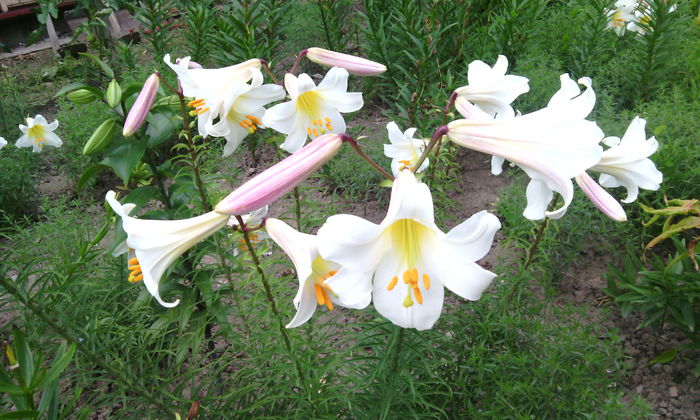 lilium regale