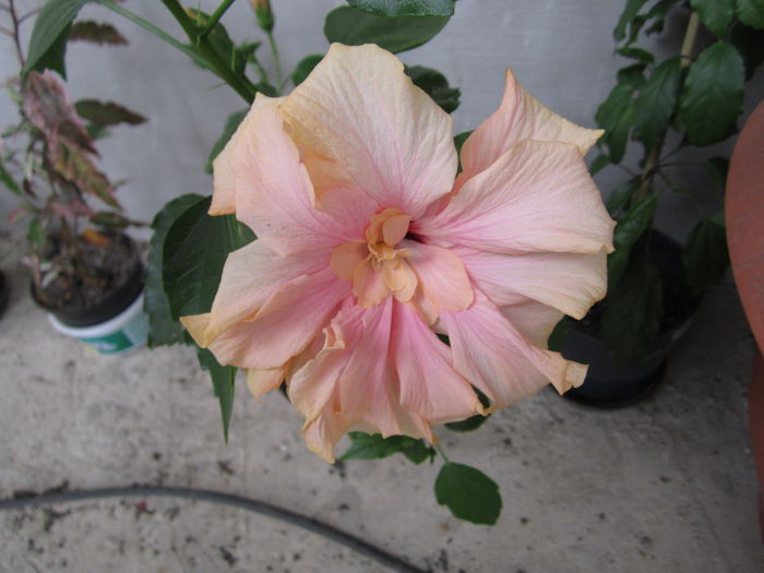 IMG_4201 - hibiscus