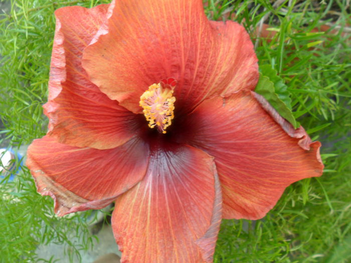 SAM_6519 - hibiscusi 2015-2