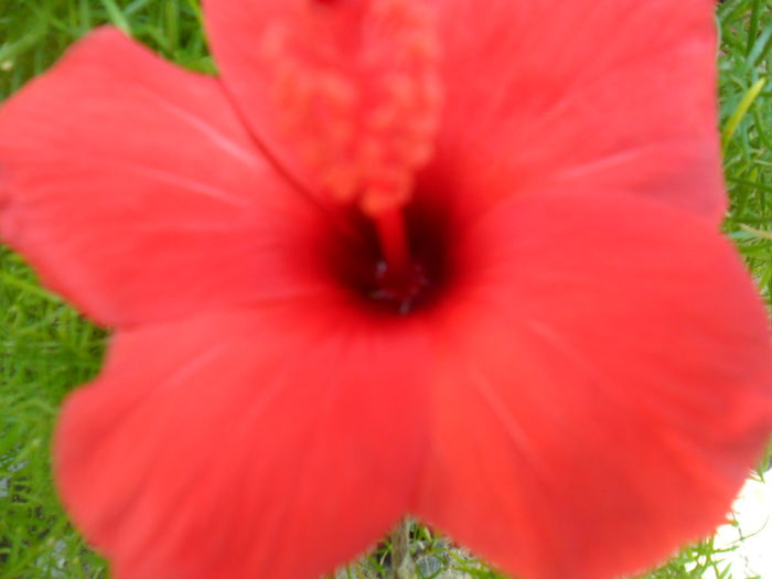 SAM_6530 - hibiscusi 2015-2