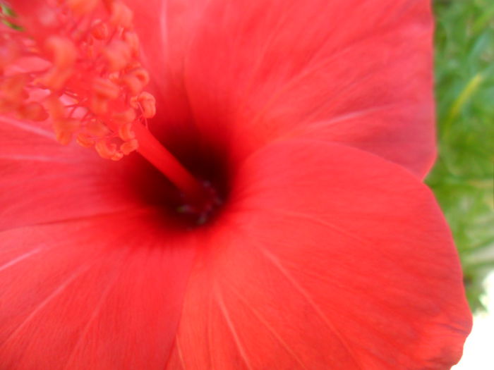 SAM_6533 - hibiscusi 2015-2