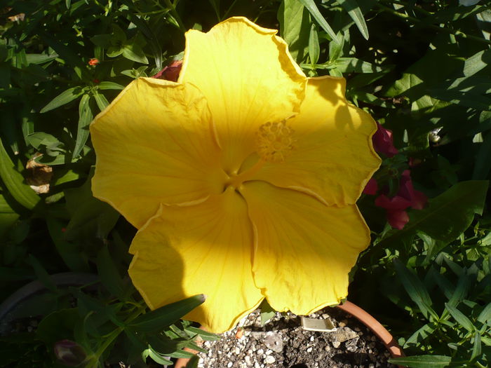 24.06.2015 - HIBISCUSI 2015-1